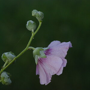 Bauernrose4