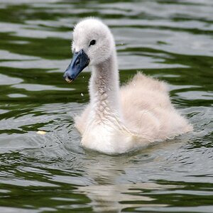 Schwan