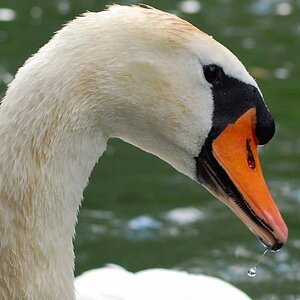 Schwan (2)
