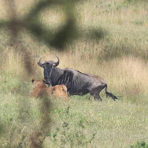 Die Löwin stellt das Gnu,
das Gnu greift die Löwin an!
3786