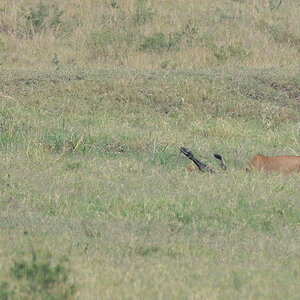 Game Over!
Mit Hilfe einer 2. Löwin wurde das Gnu getötet.
Es liegt in einen Graben.
Nur die Vorderläufe sind zu sehen.
Das große Fressen beginnt.
379