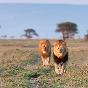 Masai Mara 3. Versuch