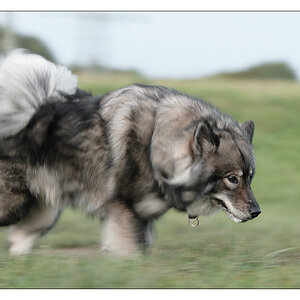 1 100stel Hund