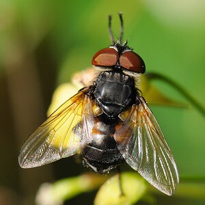 Fliege