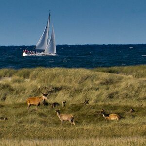 Hirsche am Darsser Ort