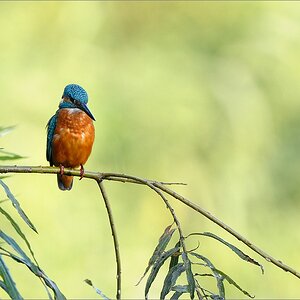 Eisvogel
