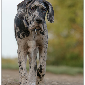 doggenbaby2