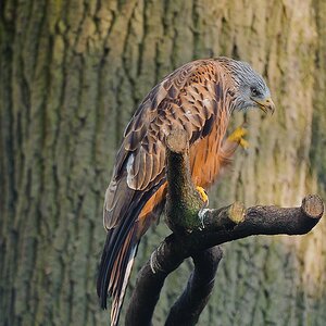 20111016 1306 [NIKON D3] 400 mm,1 125 Sek. bei ƒ   5,6