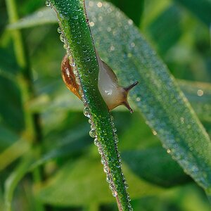 SchneckeimMorgentau