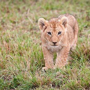 Masai Mara Löwenbaby