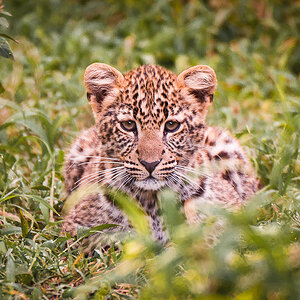 Masai Mara Leopardenbaby