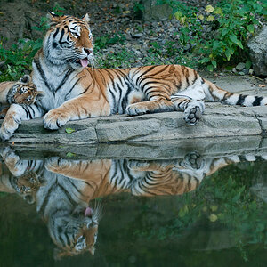 Zoo Zürich Amurtiger