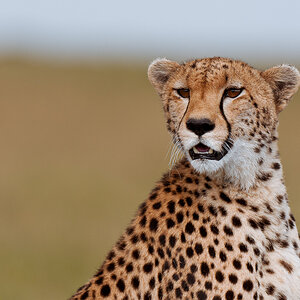 Masai Mara 1505 Gepard