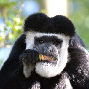 kauender Affe