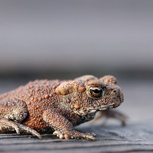 Erdkröte (Bufo bufo)