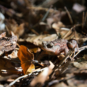 Waldfrosch