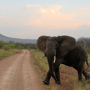 Elefant von rechts hat immer Vorfahrt ...
Elefant von links aber auch
Auf dem Weg zur Serengeti Serena Lodge
1743