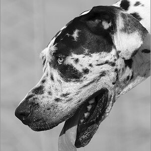Dogge sw