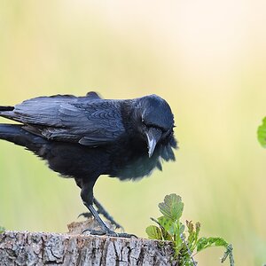 20110429 1249 [NIKON D5100] 600 mm,1 160 Sek. bei ƒ   4,0
