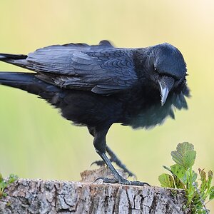 20110429 1249 [NIKON D5100] 600 mm,1 160 Sek. bei ƒ   4,0 2