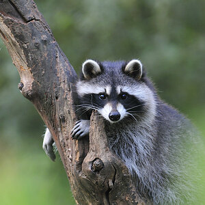 Rocky Racoon, GE Zoom (MHX0012cnx2X)