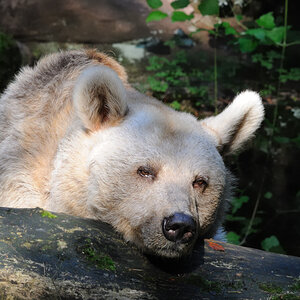 Sibirischer Braunbär
Tiergarten Nürnberg