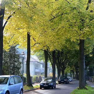 Herbst in Frohnau