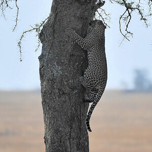 kletternder Leopard
Seronera, Serengeti
2590 h