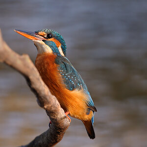 Eisvogel3669
