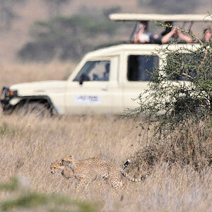 Geparden
zwischen Seronera und Lake Magadi, Serengeti
4756