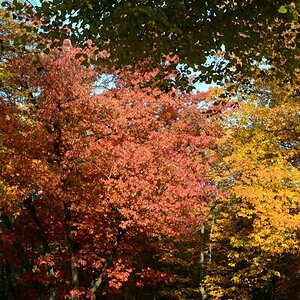 Herbstlaub