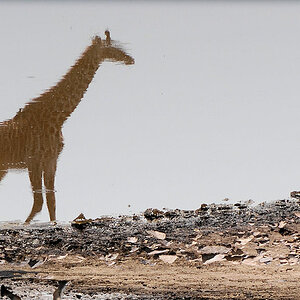 Giraffe im Lake Magadi, Serengeti
2134