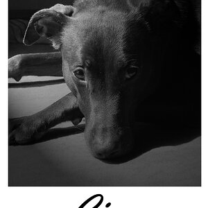 Gino