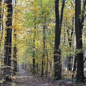 Im Wald