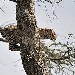 Leosprung 
bei Lake Magadi, Serengeti
2714