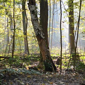 Im Wald 3