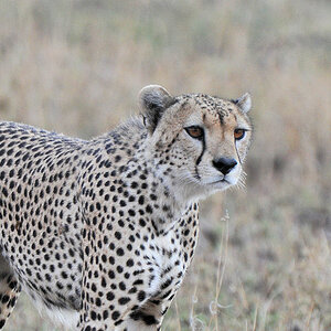 Gepard
Serengeti Seronera
5129