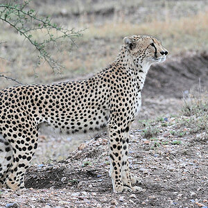Zwillinge Gepard
Serengeti Seronera
2896