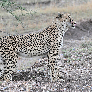 Zwillinge Gepard
Serengeti Seronera
2895