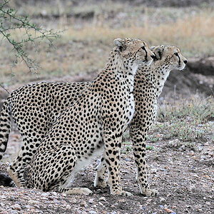 Zwillinge Gepard
Serengeti Seronera
2919
