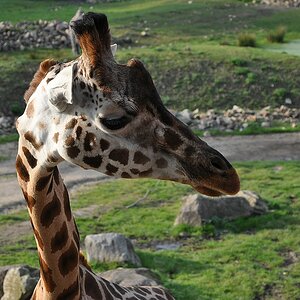 Giraffe