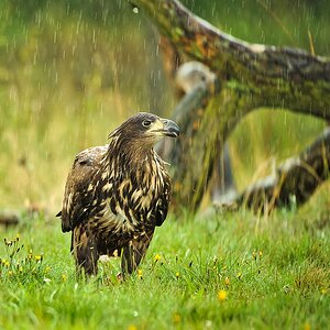 20100830 31116 [NIKON D3] 400 mm,1 250 Sek. bei f   4,0 Bearbeitet