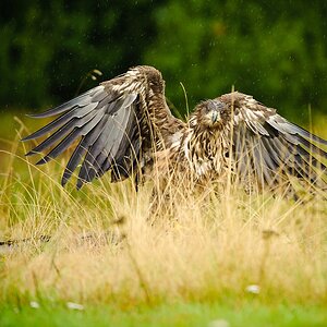 20100830 31418 [NIKON D3] 400 mm,1 500 Sek. bei f   4,5