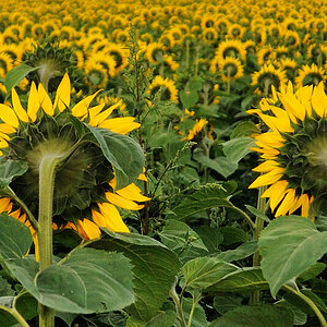 sonnenblume