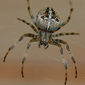 Spinne