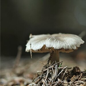 Pilz zwei