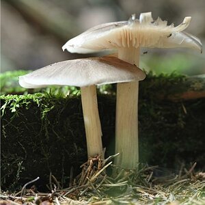 Pilze