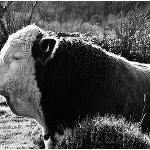 SittingBullNFF