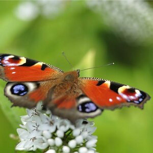 Schmetterling