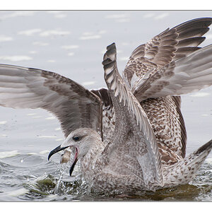 Möwe 3